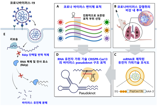 [그림 1] RNA 유전자 가위 CRISPR-Cas13 기반의 코로나 바이러스 유전체 표적 전략. A)코로나 바이러스 변이체에 적용가능한 유전자 가위 기술 CRISPR-Cas13의 표적 부위 선별. 진화적으로 보존된 부위를 컴퓨터 계산 및 서열 비교를 통해 선정함. B)코로나 바이러스 감염쥐에서의 효과 확인을 위한 mRNA로 제작된 CRISPR-Cas13 기술의 비강 내 투여. 비강 내 투여를 통해 mRNA가 쥐의 폐기관으로 효과적으로 전달되는 것을 확인함. C)mRNA로 제작된 유전자 가위 기술 CRISPR-Cas13의 비강 내 전달을 위한 모식도. mRNA의 안정성을 위해 지질막으로 싸여진 기술을 이용하여 mRNA를 전달함. D)세포에서 단백질로 발현된 유전자 가위 기술 CRISPR-Cas13의 코로나 바이러스 RNA 표적 및 코로나 바이러스의 pseudoknot 구조. 코로나 바이러스 변이체에서 진화적으로 보존되었으며 바이러스 복제에 필수적인 부위인 psuedoknot을 표적함으로써 효과적으로 바이러스 유전체를 분해 및 억제할 수 있었음. E)코로나 바이러스-19의 생활사 및 RNA 유전자 가위 CRISPR-Cas13 기반의 코로나 바이러스 유전체 표적 전략을 통한 바이러스 유전체 분해 모식도. RNA 바이러스 복제에 필수적인 Rdrp (RNA 복제 및 전사 효소)를 표적함으로써 코로나 바이러스의 복제 및 전사를 막고 효과적인 바이러스 유전체를 분해 할 수 있음. KAIST 제공