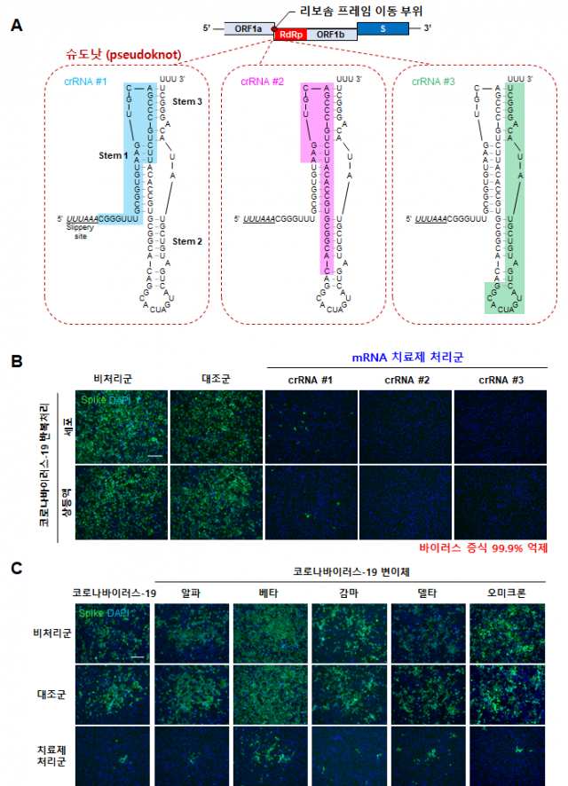 [그림 2] 슈도낫 부위 타겟 범용 치료제 처리에 따른 코로나바이러스-19 및 변이체 증식 억제. 코로나바이러스-19 변이체에서 진화적으로 보존된 Key 공략부위인 슈도낫 (pseudoknot) 구조를 타겟하는 범용 mRNA 치료제 처리에 따른 99.9퍼센트의 코로나바이러스 증식 억제 효과 및 변이체 증식 억제 비교. Vero E6 세포의 범용 치료제 비처리군, 대조군, 치료제 처리군내에서 코로나바이러스-19 뿐만 아니라 변이체 모두 증식력이 효과적으로 억제됨을 확인함. KAIST 제공