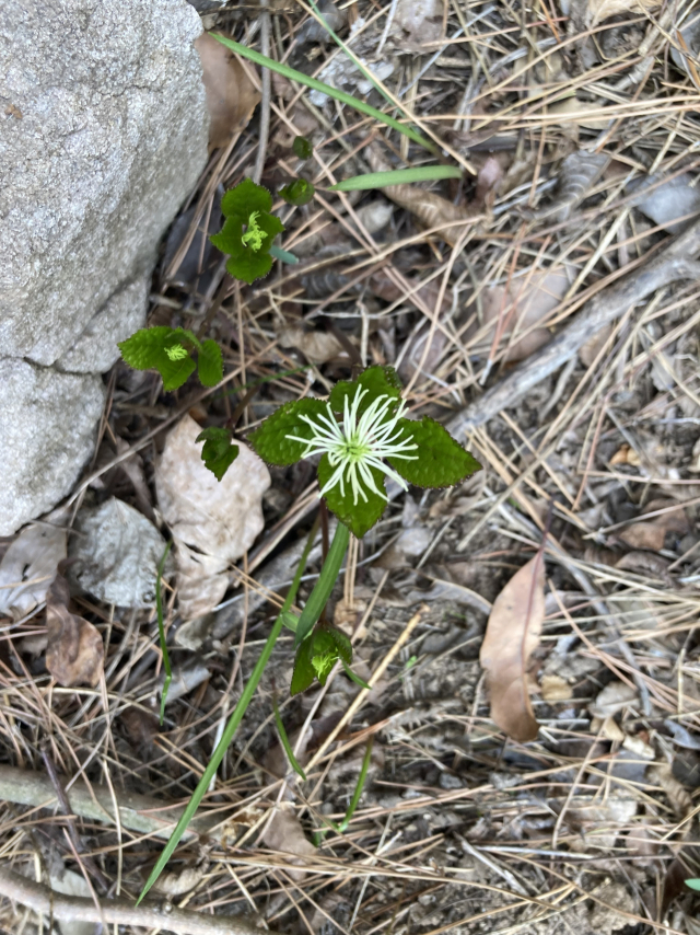 산행 중에 만난 야생화 홀아비꽃대.