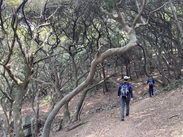 울창한 동백나무 원시림도 만난다.