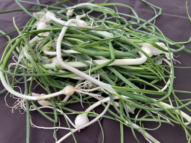 비진도 할머니가 키운 달래. 잘 씻어서 팔고 있었다.