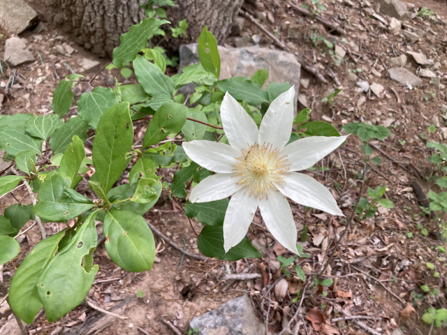 고헌산에서 만난 야생화 큰으아리꽃.