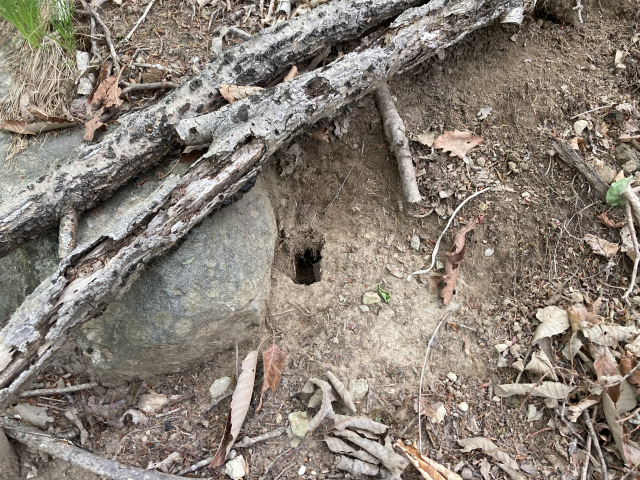 오르다가 땅굴쥐를 보았다. 이런 굴이 인근에 즐비했다.