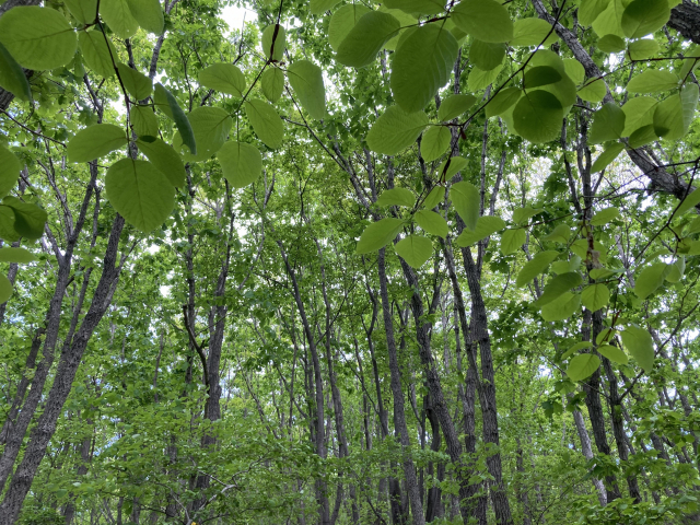 산 아래쪽은 녹음이 짙다. 신록의 잔치가 시작됐다.