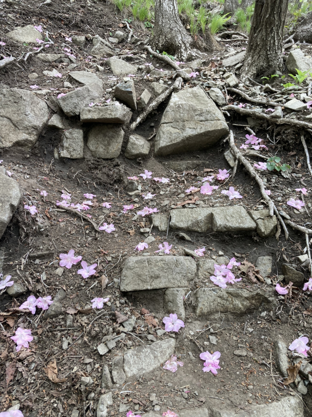 산철쭉꽃을 즈려밟고 오른다. 정상 부근에는 이제 만개했다.