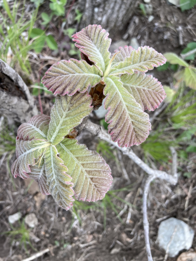 고헌산 정상 부근에 이제 막 싹을 내민 떡갈나무. 새잎이 귀엽고 앙증맞다.