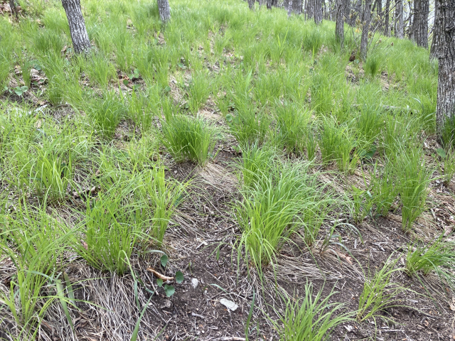 정상에 가까워지자 푸른 사초 군락이 펼쳐졌다. 모를 낸 논 같았다.