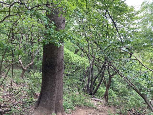 내려오는 길에 만난 아름드리 나무.