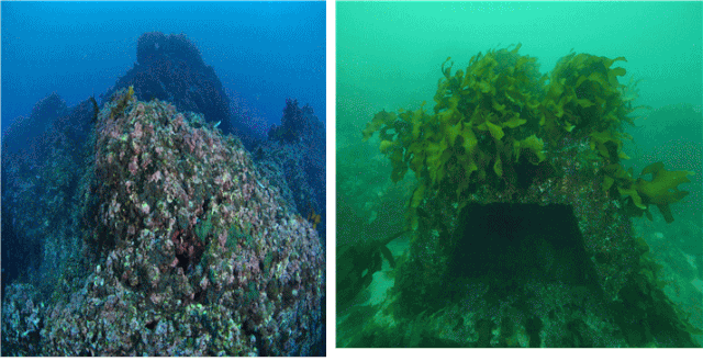 제주 서귀포시 보목항 앞바다 섶섬 일대 바닷속 전경. 바다숲 조성사업 전의 바다사막화(갯녹음)가 광범위하게 진행된 모습(왼쪽)과 바다숲 조성사업 완료 후 해양생태계가 회복된 모습(오른쪽) 비교. 해수부·수산자원공단 제공