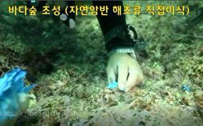 바다사막화가 진행된 암반에 해조류를 이식하는 장면. 해수부·수산자원공단 제공