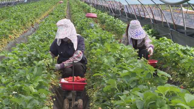 외국인 계절근로자 무단이탈이 잦아 지자체마다 골머리를 앓고 있다. 부산일보DB