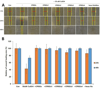 그림. 섬유아세포에서 중금속(구리)에 의한 세포 손상이 펩타이드에 의해 회복되는 효과 확인. 국립해양생물자원관 제공