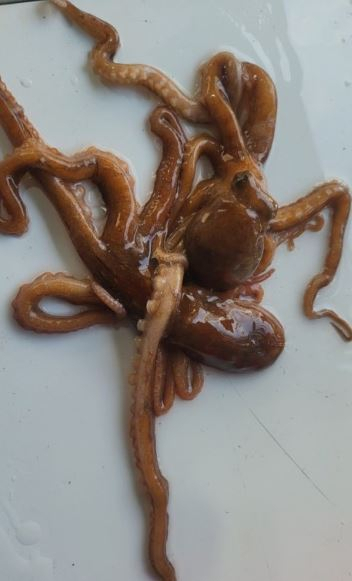 낙지 사진 캡처