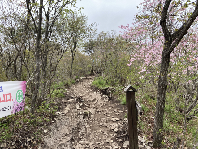 진달래군락지 보육사업지.