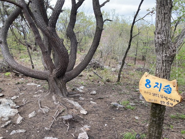 창원 사는 사람이 8지송이라는 팻말을 달았다.