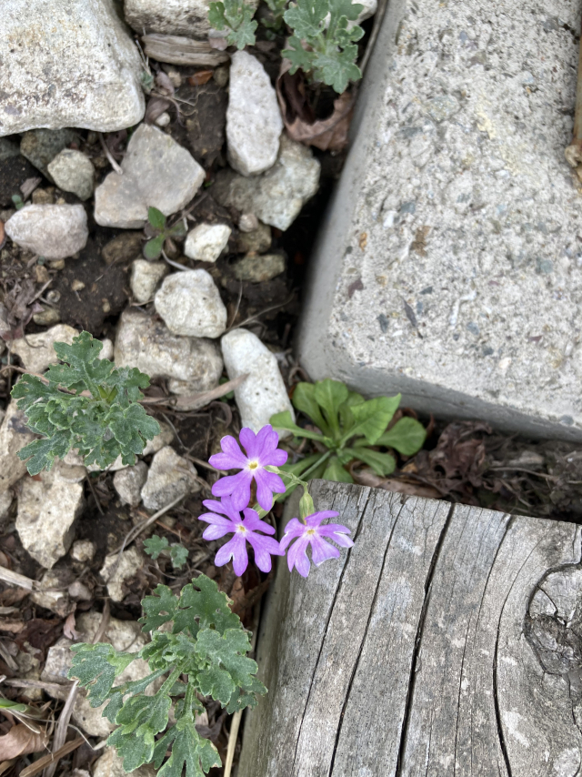 앙증맞은 꽃을 피운 앵초.