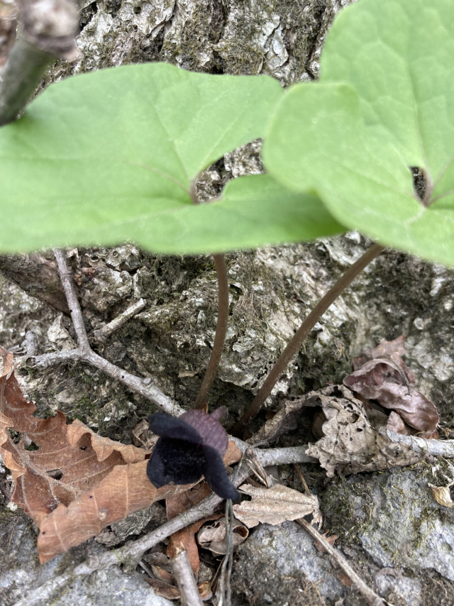 족두리풀이 수줍게 꽃을 피웠다.