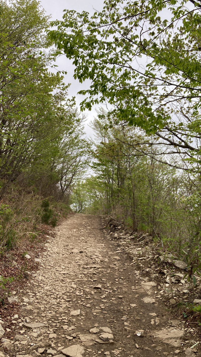 주암삼거리 갈림길에서 샘물상회로 가는 임도.