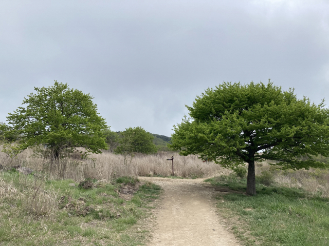 샘물상회 갈림길에 관문처럼 버티고 선 돌배나무 두 그루. 막 꽃이 지고 열매를 키우기 시작한다.