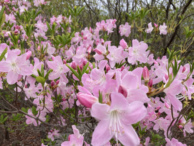5월 초순에 만개한 천황산 연분홍 산철쭉.