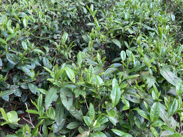 연초록 새잎을 내민 녹차나무.