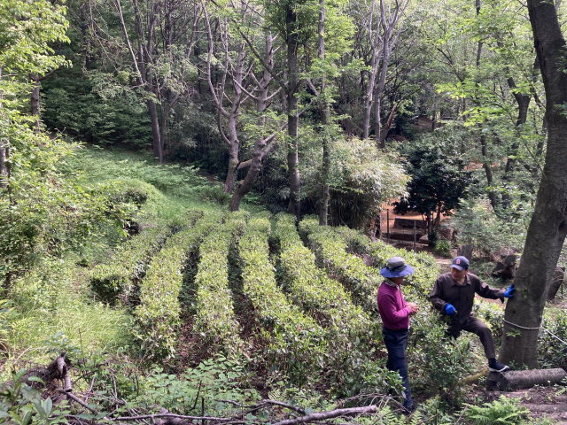 쇠미산 작은 녹차밭에서 도란도란 이야기를 나누는 사람들.