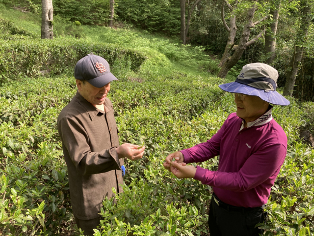 녹차밭에서 이야기를 나누는 김용상(왼쪽) 금병산우회 전 총무와 김선관 부산시낚시협회 회장.
