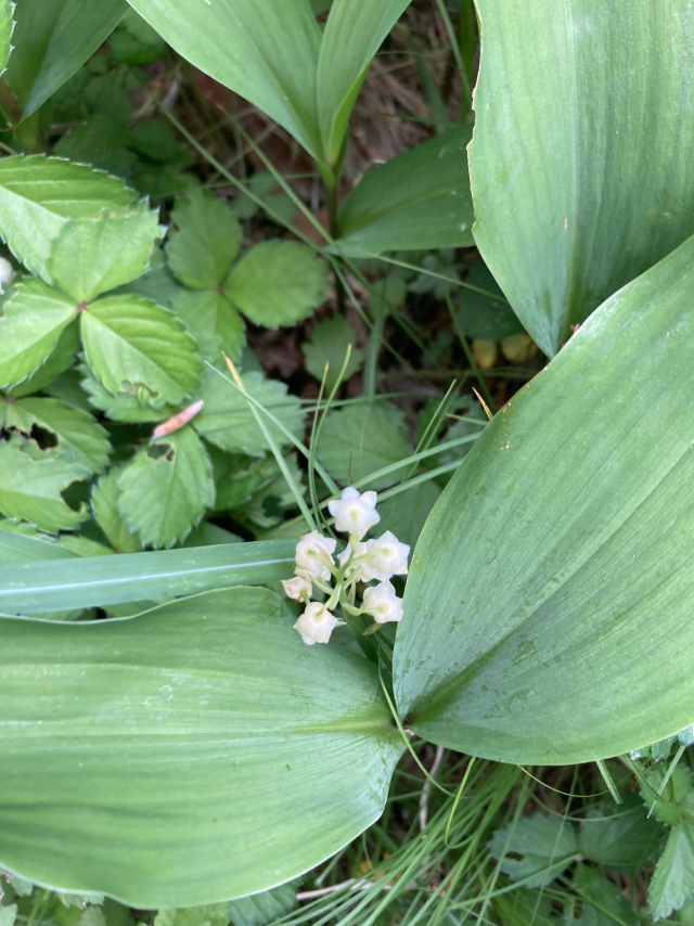 하산길에 만난 은방울꽃.