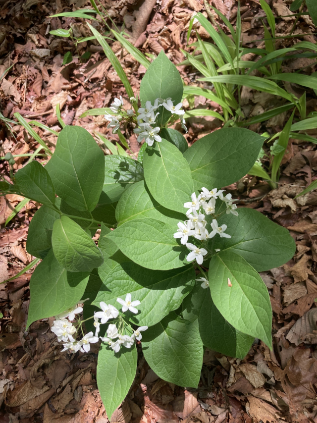 가지산 하산길에 만난 야생화 민백미꽃.