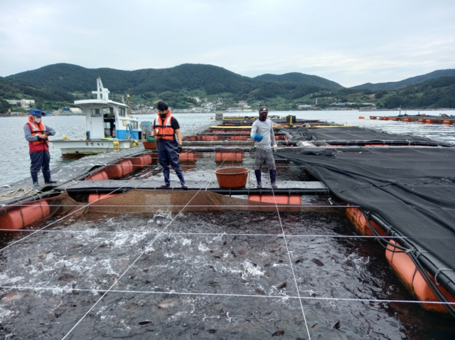 청년·귀어인 등 어촌사회 정착을 돕기 위해 임차한 양식업권을 청년·귀어인 등 새로운 인력에게 우선 임대토록 내용을 담은 '양식산업발전법 시행령' 개정안이 13일 국무회의를 통과했다. 사진은 가두리양식 체험 현장. 부산일보DB