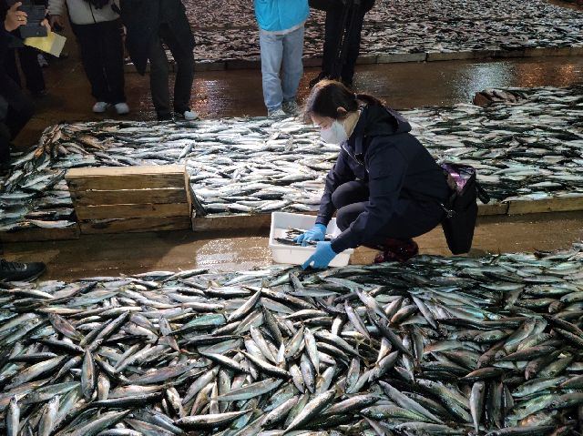 정부가 수산물 위판 전에 검사 결과를 확인할 수 있도록 대안 마련에 나선다. 수산물 안전성 조사를 위해 위판 전에 시료를 채취하는 모습. 부산일보DB