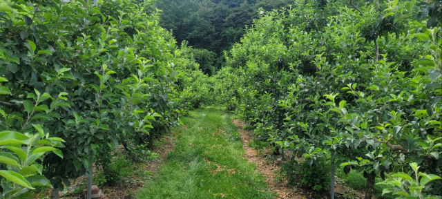 거창군 고제면 봉계마을의 한 사과 과수원 모습. 인접한 무풍면에서 과수화상병이 발생해 관리에 비상이 걸렸다. 김현우 기자