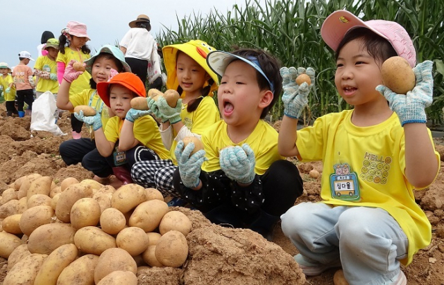농촌진흥청은 20일 전북 완주군 국립식량과학원 품종 전시포(본보기 밭)에서 ‘어린이 감자 수확 체험행사’를 열었다. 이날 어린이들은 “우리가 먹는 감자가 사실은 감자의 줄기라는 것을 알고 깜짝 놀랐어요”라며 체험 소감을 말했다. 농촌진흥청 제공