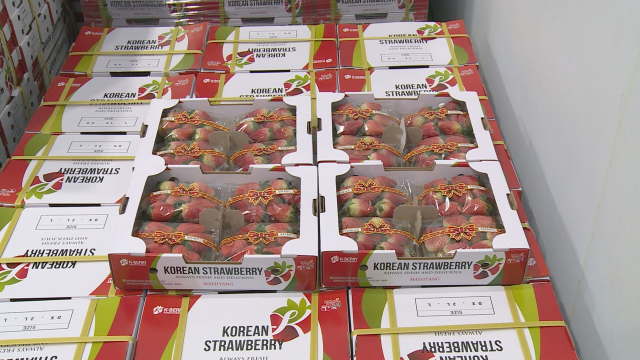 케이베리 수출 딸기 모습. 김현우 기자