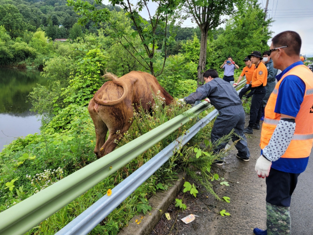 “나 여기 있소” 지난 15일 경매장을 탈출한 암소가 11일 만에 붙잡혔다. 합천군 제공