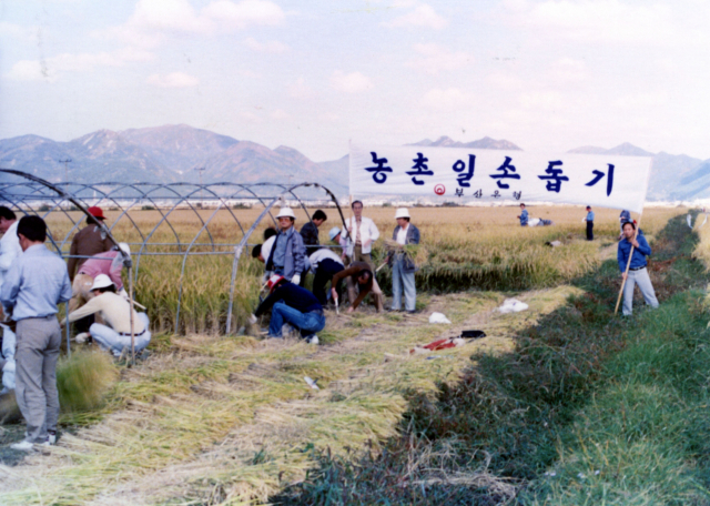 창립 초기 1970년대 부산은행 임직원들이 ‘농촌 일손 돕기’에 나선 모습. 부산은행 제공