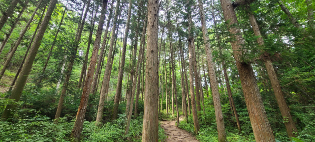 삼나무와 편백, 상수리나무가 어우러진 ‘무소유 길’은 고요의 세상이다. 풍취에 취하고 고요함이 좋아 발걸음이 느려진다.