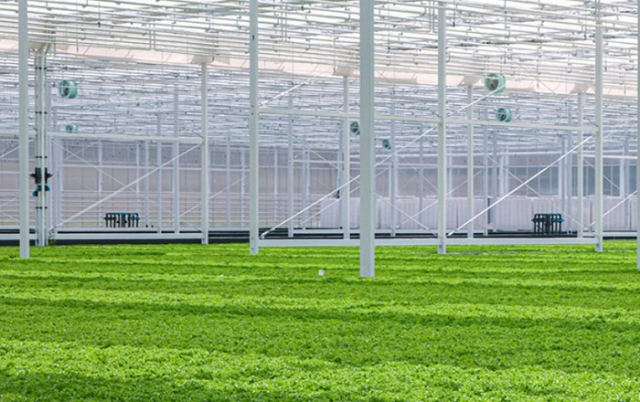 농림수산식품교육문화정보원(농정원)과 현대그린푸드는 청년농업인의 판로 확대를 위해 협업하기로 하고, 첫 번째로 무주원의 샐러드 채소를 7월 1일부터 스마트푸드센터에 공급한다고 3일 밝혔다. 사진은 무주원의 생산시설. 무주원 홈페이지