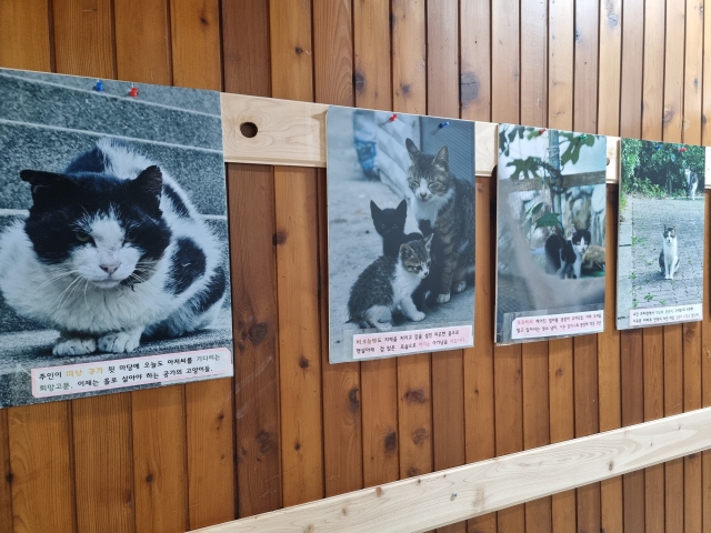 (사)동물사랑영도에서 길고양의 삶을 알리기 위해 개최했던 사진전. (사)동물사랑영도 제공