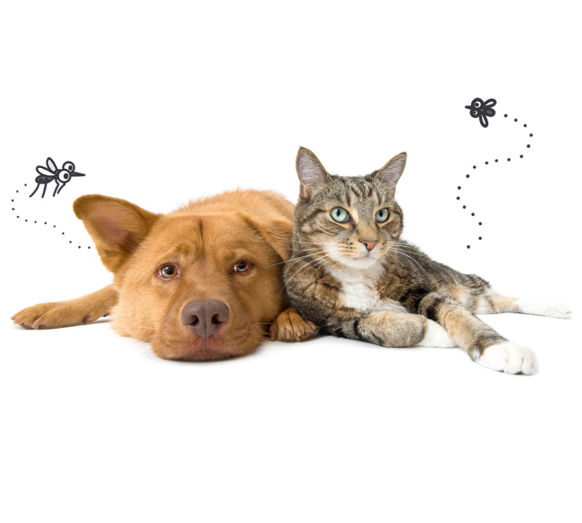 모기가 왕성하게 활동하는 여름에는 특히 심장사상충을 조심해야 한다. 초기에 발견이 어렵고 사망 가능성이 높은 질환이므로 보호자의 예방 노력이 무엇보다 중요하다.