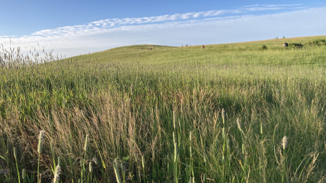 목장용 초지는 이색적인 풍경이다.