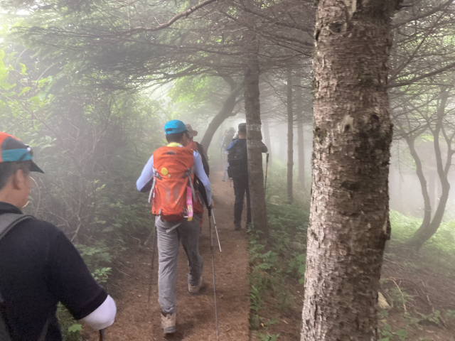 조림지를 지나는데 안개가 몰려왔다. 몽환적이다.