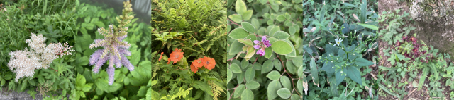 백두대간 선자령 구간에서 만난 야생화. 노루오줌, 동자꽃, 싸리꽃, 참취꽃, 여로꽃.