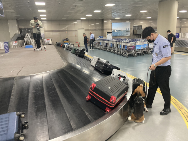 탐지를 마친 여름이가 이상이 있는 물건을 발견한 뒤 앉아 자세를 취하고 있다. 훈련 받은 내용이다.