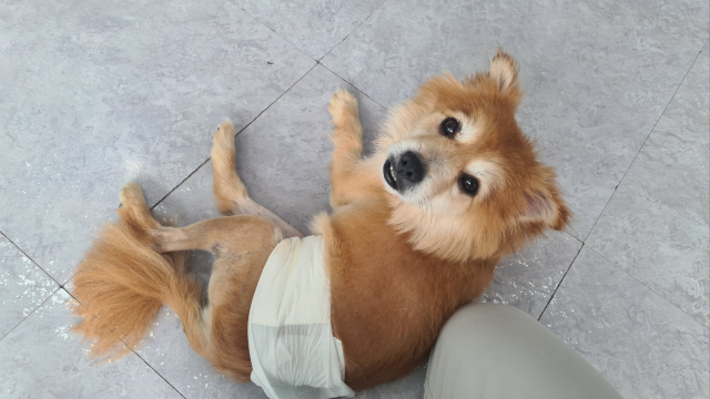 지난 10일 사상구 ‘동물권자유 너와’ 센터에서 만난 강아지가 기자에게 다가와 몸을 비비고 있다.