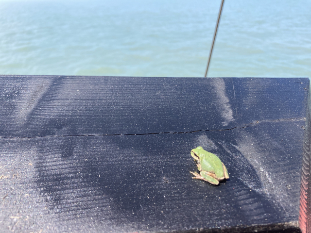 부산에 무척 가고 싶은 청개구리 한 마리도 무단 승선했다. 이 큰 배에 어떻게 올랐는지는 알 수 없다.