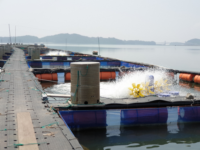 해양수산부는 국립수산과학원의 17개 해역에 대한 고수온 주의보 발표에 따라 28일 오전 11시부로 고수온 위기경보를 ‘주의’에서 ‘심각’ 단계로 상향 조정했다고 밝혔다. 사진은 고수온 피해 예방 장비인 수차(산소공급) 작동 모습. 해수부 제공