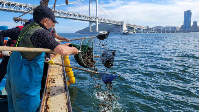수영구청, 수산자원 증대 위해 쥐치 방류