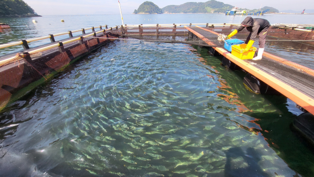 1일 오전 9시 경남권 최대 양식어류 산지인 통영시 산양읍 앞바다에 있는 가두리 양식장에서 본격적인 수온 상승기를 앞두고 양식 어류에게 사료를 공급하고 있다. 김민진 기자