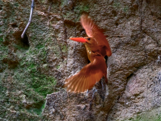 울산 울주군 한 계곡에서 포착된 희귀 여름철새인 호반새. 익룡을 닮고 온 몸이 붉어 ‘불새’로도 불린다. 윤기득 사진작가 제공